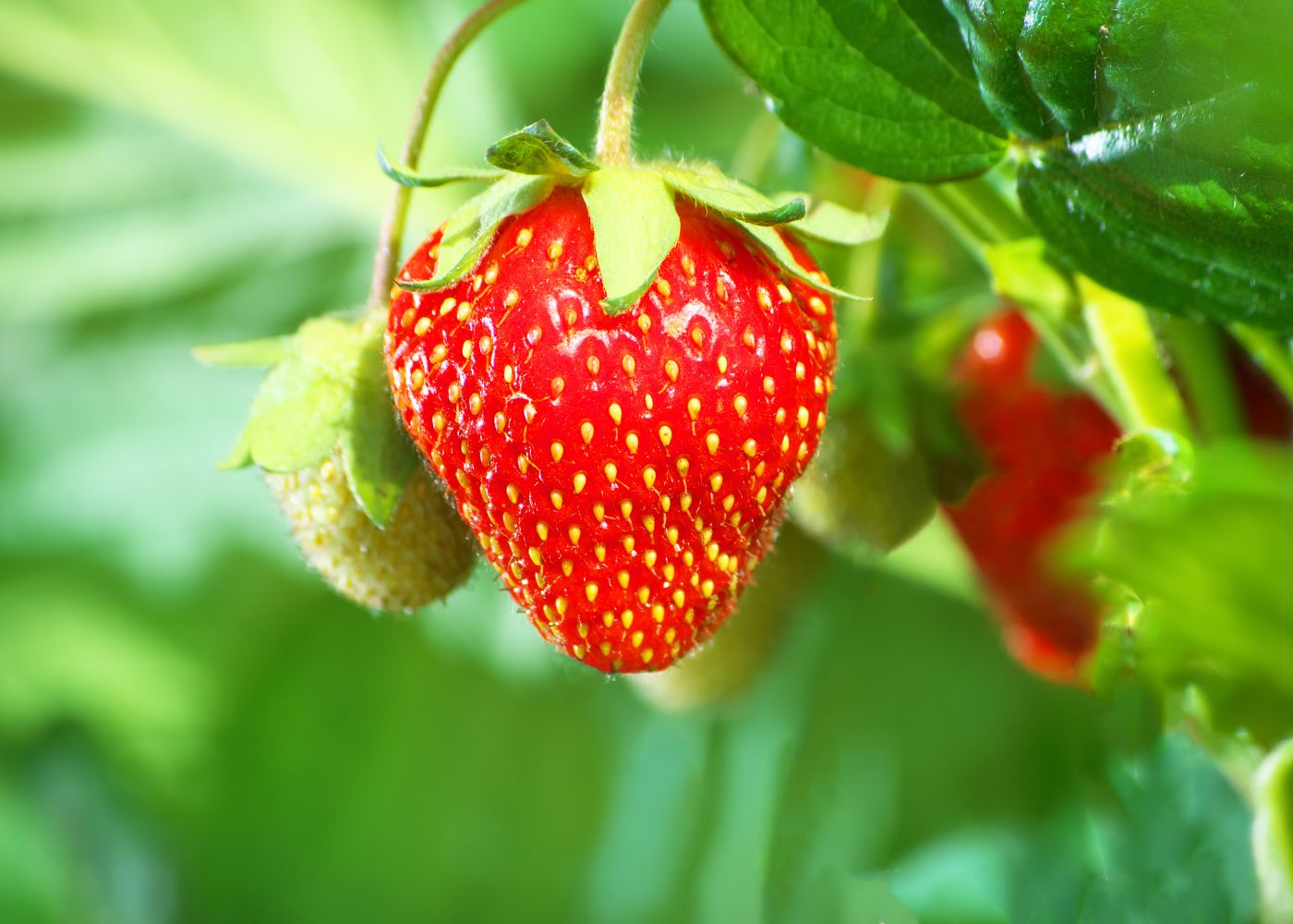 Le support fraisier : un élément essentiel pour une culture réussie